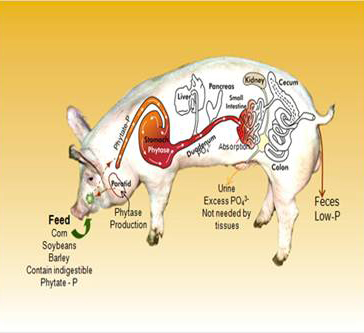 Enviropig-Model.jpg